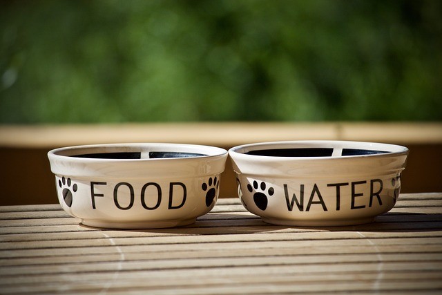 Gamelles chien et chat nourriture et eau posées sur du bois